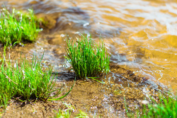 A bunch of green grass grows out of the water. Green grass under the calm waves of the lake