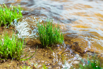 A bunch of green grass grows out of the water. Green grass under the calm waves of the lake
