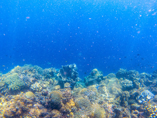 Underwater landscape with tropical fish and coral reef. Sparkling bubbles in blue seawater. Marine animal in wild nature