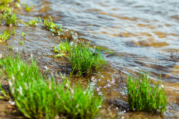 A bunch of green grass grows out of the water. Green grass under the calm waves of the lake