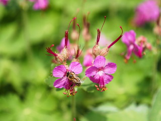 Biene auf einer pinken Blume. Rosa Bl&uuml;ten mit Bienen und gr&uuml;nem Hintergrund.