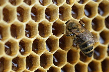 Macro photo working bee on honeycells. Fresh honey. Concept of beekeeping.