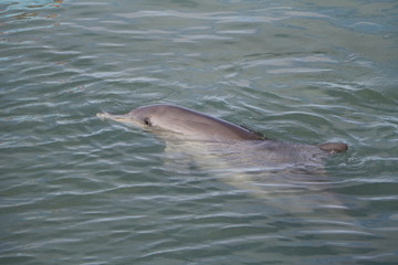 Obraz premium Bottlenose dolphin at Monkey Mia, Western Australia