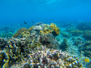 Underwater landscape with tropical fish and coral reef. Diverse coral in blue seawater. Marine animal in wild nature