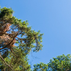Tree blue sky, tree top against blue sky on a sunny day.