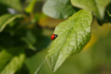 ladybug is a little traveler in the big world