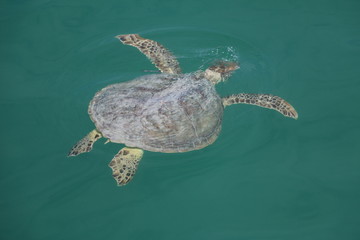 Sea turtle in Monkey Mia, Western Australia