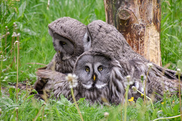 Bartkauze, Bartkäuze in freier Natur