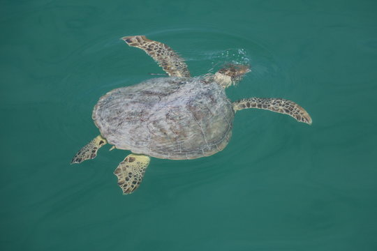 Sea turtle in Monkey Mia, Western Australia