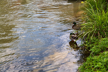 Two ducks on a riverbank