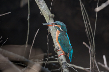 Eisvogel (Alcedo atthis)