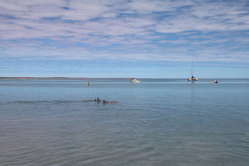 Fototapeta na wymiar Bottlenose dolphin at Monkey Mia, Western Australia