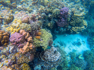 Colorful coral reef landscape underwater. Marine animal in wild nature. Coral reef view. Tropical seashore environment