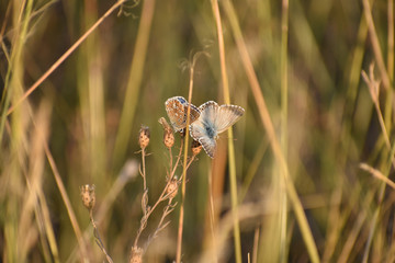 The common blue butterflies: hanging out together in the sun