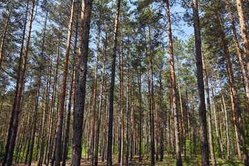Low angle view of firs trees in peaceful green forest