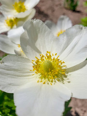 White large flowers with five petals