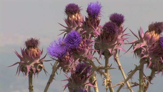 Artichoke thistle, Galilee Israel