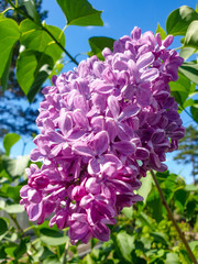 Large flowers of the Lilac tree in the garden