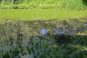 Abandoned wild pond with mud in the middle of the city park