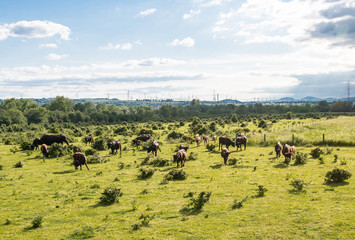 A herd of cattle Heck, grazing in a clearing on a spring sunny day in western Germany.