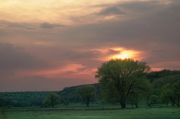 Naklejka na ściany i meble Green trees in a spring hilly valley at the sunset on meadows. Evening cloudy sky at sunset wildlife nature landscape