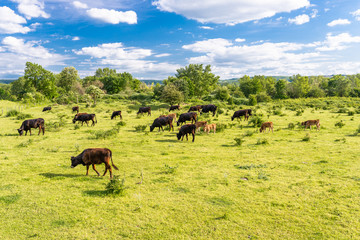 A herd of cattle Heck, grazing in a clearing on a spring sunny day in western Germany.