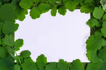 Frame of leaves on a white sheet of paper.