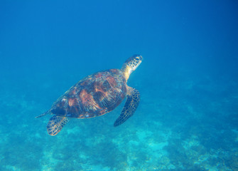 Obraz premium Sea turtle swim in seawater. Marine turtle underwater photo. Wild oceanic animal in natural environment