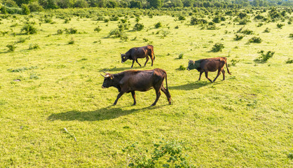 A herd of cattle Heck, grazing in a clearing on a spring sunny day in western Germany.