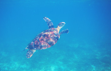 Sea turtle in blue sea water. Green turtle underwater photo. Wild marine animal in natural environment