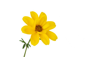 Goldmarie (Bidens ferulifolia), freigestellt