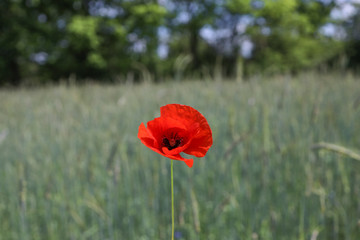 poppy growing between grass