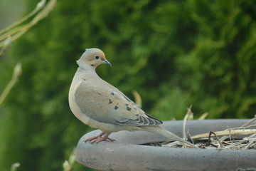 Pigeon