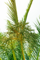 Close up view from below the tree of a Coconut Cocos nucifera showing a bunch of beautiful coconut flowers in bright sunlight.