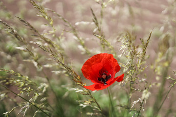 poppy growing between grass
