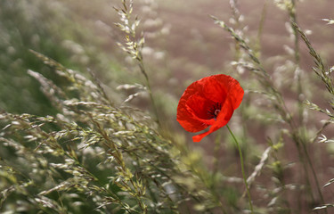 poppy growing between grass