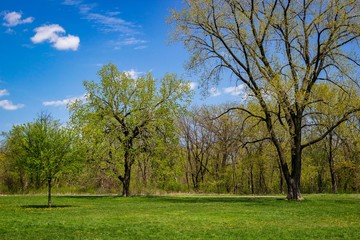 Three trees, small, medium and large, in a Chicago park with bright blue sky overhead