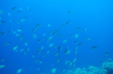 Naklejka na ściany i meble Tropical fish in blue sea water. Coral reef fish school underwater photo. Tropical sea snorkeling or diving banner template