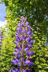 blue wild lavender flowers in the garden
