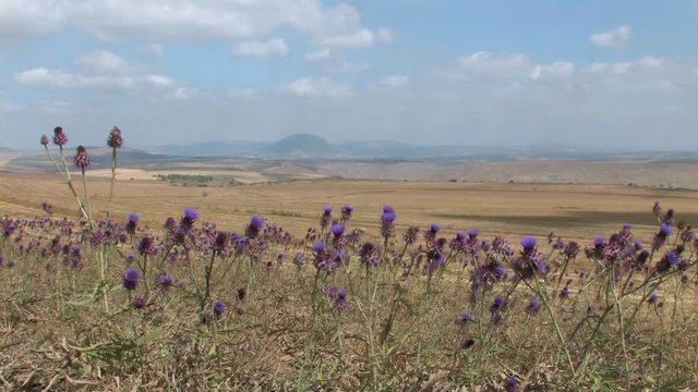 Mount tabor and Artichoke thistle   Artichoke thistle in the Field with Mount tabor in the background, Galilee Israel