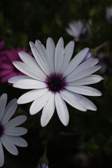 beautiful flowers in a sunny day
