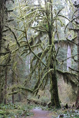 Moos bewachsende B&auml;ume