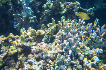 Naklejka na ściany i meble Tropical fish in coral reef underwater photo. Coral fish in natural environment. Coral fish undersea.