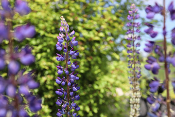 blue wild lavender flowers in the garden