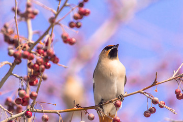 Bombycilla garrulus bird eats berries on a tree
