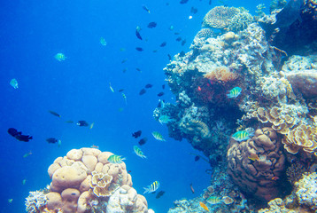 Underwater landscape with tropical fish and coral reef. Vibrant corals in blue water. Marine animals in wild nature.