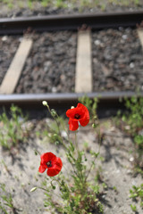 Poppy growing between rails