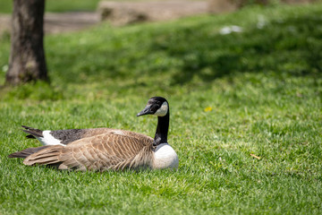 Canada goose nesting in the grass in a park, looking toward camera left