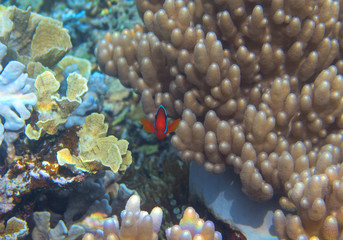 Anemonefish in coral reef, underwater photo. Orange clownfish look into camera. Curious and cute Nemo fish