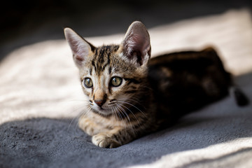 cute Kitten breed Savannah F4